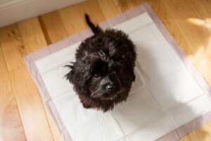 Potty Pad Training 4178382 Hero 413f0c1f54ef4a89a18f79d60818f805