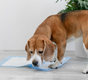 Puppy Pad
